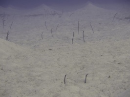 017 Garden Eels IMG 5757